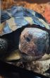 Hermanns : Male approx 4 years old (Shelly)